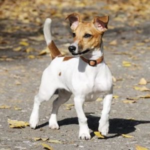 how-long-do-jack-russells-live